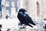 Crows are Way Smarter than I Realized