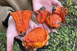 freshly foraged lobster mushrooms