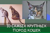 10 самых крупных пород кошек