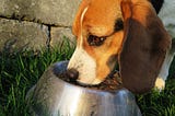 Suggestions On Getting Meals For The Dogs