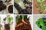 Kako razmnožavati sobne biljke: Potpuni vodič sa slikama