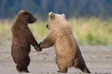 Two bears in the wild, standing on their feet and holding hands