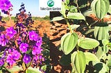 Guia para o Jardinagem de Orelha de Onça, Tibouchina Heteromalla