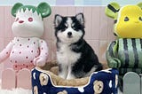 Adorable Puppies for Sale in Singapore: Finding Your Furry Companion