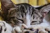 How to Take Care of Your Kittens — xdcweb solutions