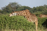 Female giraffes drove the evolution of long giraffe necks in order to feed on the most nutritious…