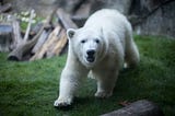 The loneliest polar bear has company in a warming world