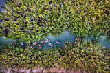 A Complete Guide To Visiting Bay Mau Coconut Forest in Hoi An