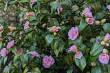 A close-up photograph of a camellia bush in full blown. There are beautiful pink flowers blushing against the dark green leaves.