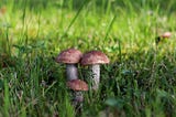 Week #80 Notice of Mushrooms