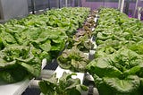 Are Soilless Crops Less Healthy?
