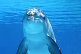 The Water Life