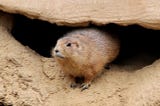 Humane Wildlife Removal: Keeping Your Property Animal-Free