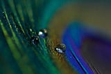 peacock feather macrophoto with some water drops on it