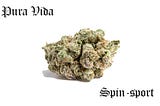 Pura Vida Strains