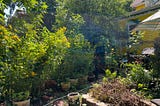 The Garden of My Dreams