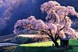 Where to See the Most Beautiful Trees in the World — The Great Outdoors News