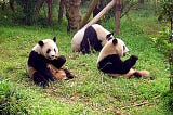 A Step For Panda Conservation: Giant Panda Cells Have Been Turned Into Stem Cells