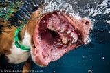 Потрясающие фото ныряющих собак