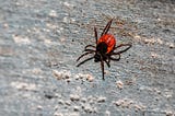 Once Bitten: the Silent epidemic of Long Lyme Disease