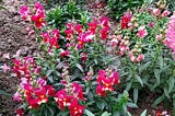 Snapdragon flowers/ dog’s flowers/Antirrhinum majus