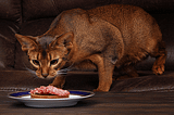 CAT FOOD