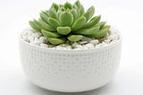 The most effective method to Root Succulent Plants With Leaf or Stem Cuttings