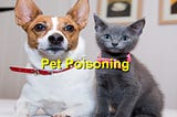 Recognizing and Responding to Poisoning in Pets