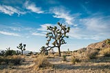 Tips for Planning the Perfect Summer Vacation at Joshua Tree National Park