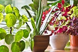 14 Common Misconceptions About Indoor Plants | Swatt Views