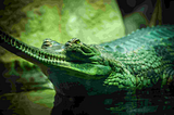 Interesting Facts about Crocodile | Speedy Facts