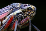 closeup of a leaf hopper’s head and upper thorax