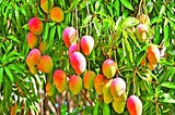 https://www.goodlandgurus.com/mango-farming-techniques/