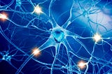 Nourishing Your Nervous System: Top Foods for Optimal Brain and Nerve Health