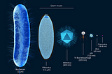 The meticulous science behind naming giant viruses