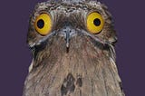 10 Amazing Great Potoo Facts You Need To Know