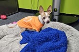 Blind Chihuahua Found in Box Inside Trash