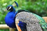 What are peacocks good for on a farm?