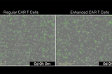 Programming the Immune System to Supercharge Cancer Cell Therapies - New York Genome Center