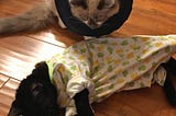 Cats in T-Shirts (Funny Cats)