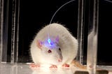 Lighting up the Brain: Optogenetics for Addiction ⚡️