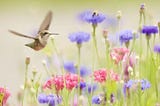 How to Make a Hummingbird Garden in 11 Easy Steps