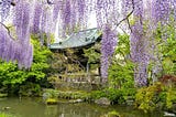 See Some of Tokyo’s Most Beautiful Wisterias at the Nishiarai Daishi Spring Flower Festival