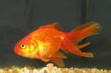 The Gold Fish Myth