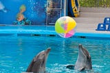 Pod2: Dolphins evolve