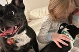 We Got A New Boston Terrier Puppy