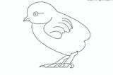 Top 21 Birds Drawings with their names (Birds coloring pages)
