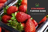 [STRAWBERRY FARMING] Complete Guide on STRAWBERRY CULTIVATION
