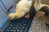Duck Typing