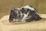 Unveiling the Genetic Landscape of Mouse Coat Color A New Study’s Revelations